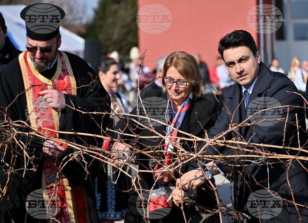 Село Брестник - Трифон Зарезан - лозя - зарязване