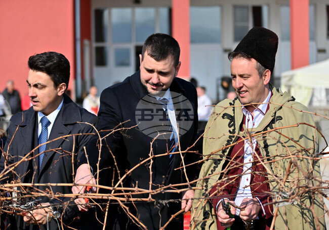 Село Брестник - Трифон Зарезан - лозя - зарязване