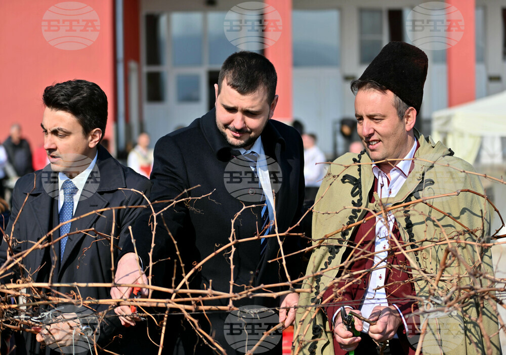 Село Брестник - Трифон Зарезан - лозя - зарязване