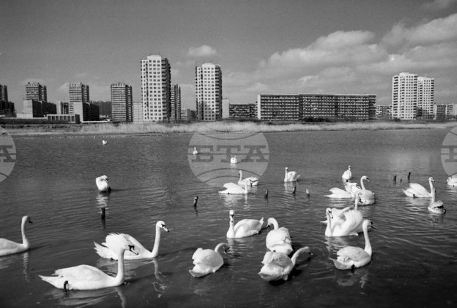 Лебедите от години са гости през зимата в Бургас