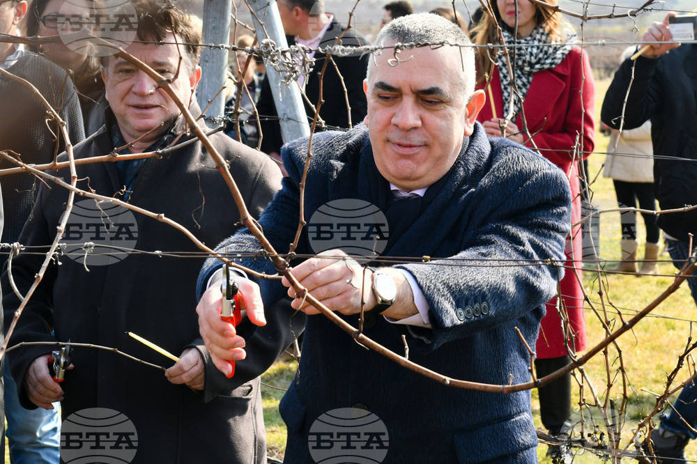 Село Еленово - Трифон Зарезан - лозя - зарязване