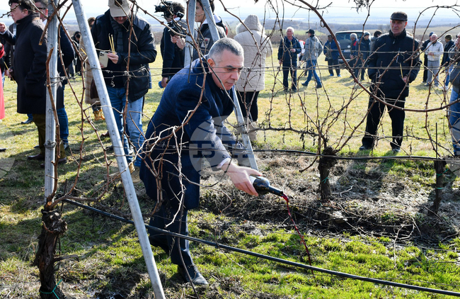 Село Еленово - Трифон Зарезан - лозя - зарязване