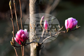 Село Голям Поровец - магнолия