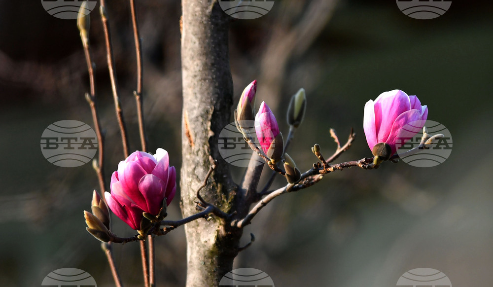 Село Голям Поровец - магнолия