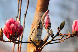 Село Голям Поровец - магнолия