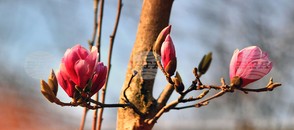 Село Голям Поровец - магнолия