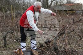 Село Конево - Трифон Зарезан