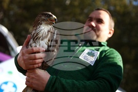 Зелени Балкани - птици - мишелови