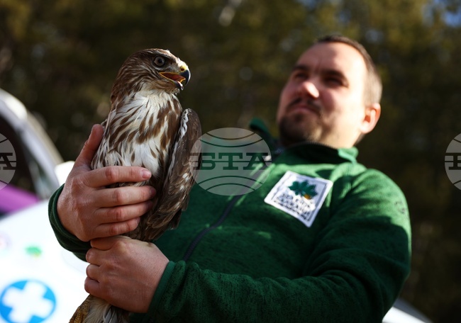 Зелени Балкани - птици - мишелови