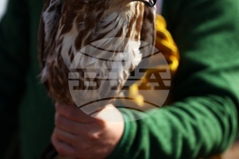 Зелени Балкани - птици - мишелови