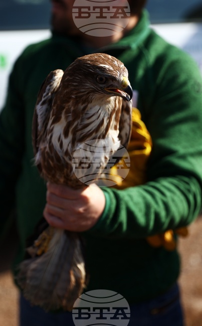 Зелени Балкани - птици - мишелови