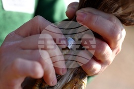 Зелени Балкани - птици - мишелови