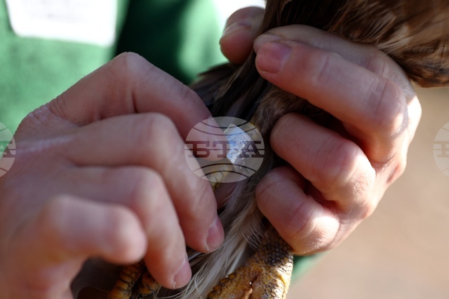Зелени Балкани - птици - мишелови