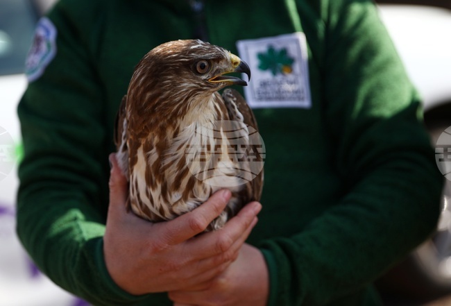 Зелени Балкани - птици - мишелови