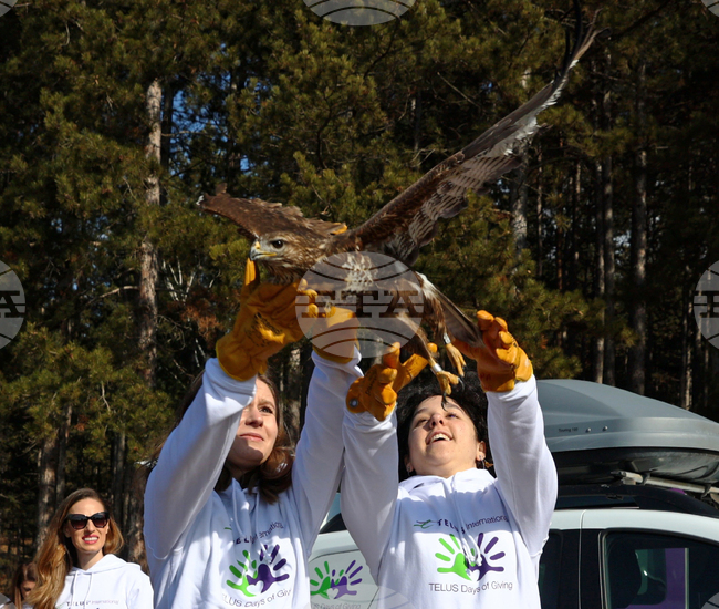 Зелени Балкани - птици - мишелови