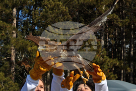 Зелени Балкани - птици - мишелови