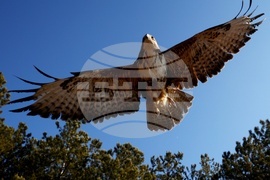 Зелени Балкани - птици - мишелови