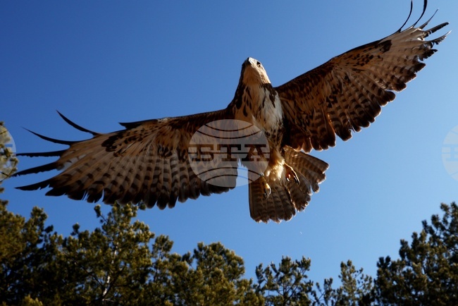 Зелени Балкани - птици - мишелови