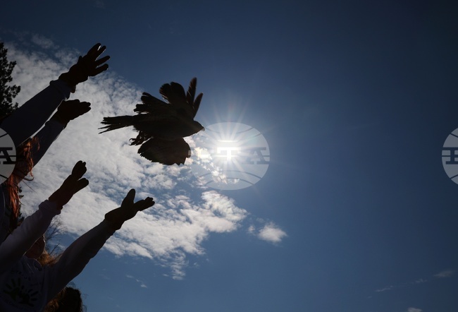 Зелени Балкани - птици - мишелови