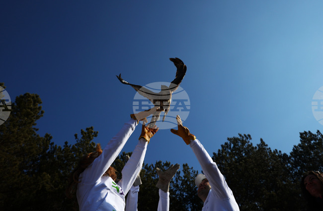 Зелени Балкани - птици - мишелови