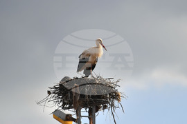 Село Вазово - първи щъркел