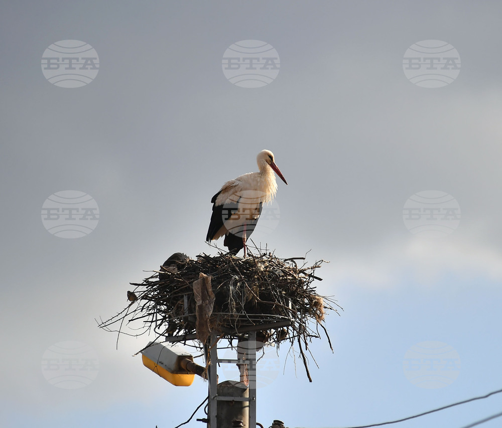 Село Вазово - първи щъркел