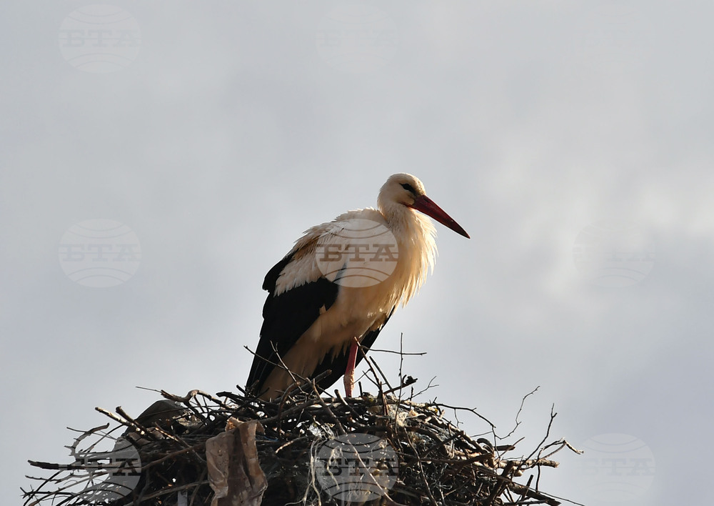 Село Вазово - първи щъркел
