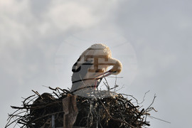 Село Вазово - първи щъркел