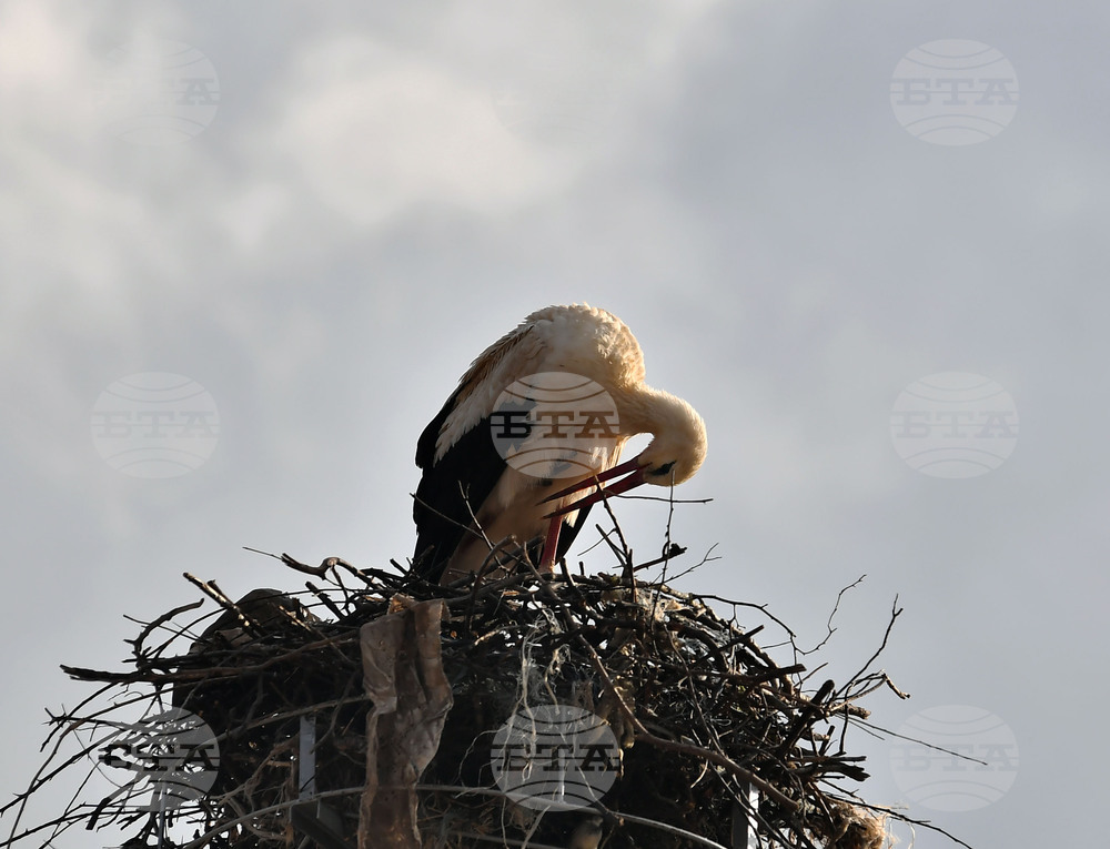 Село Вазово - първи щъркел