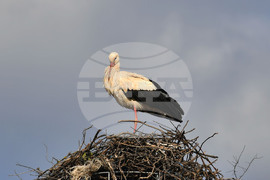 Село Вазово - първи щъркел
