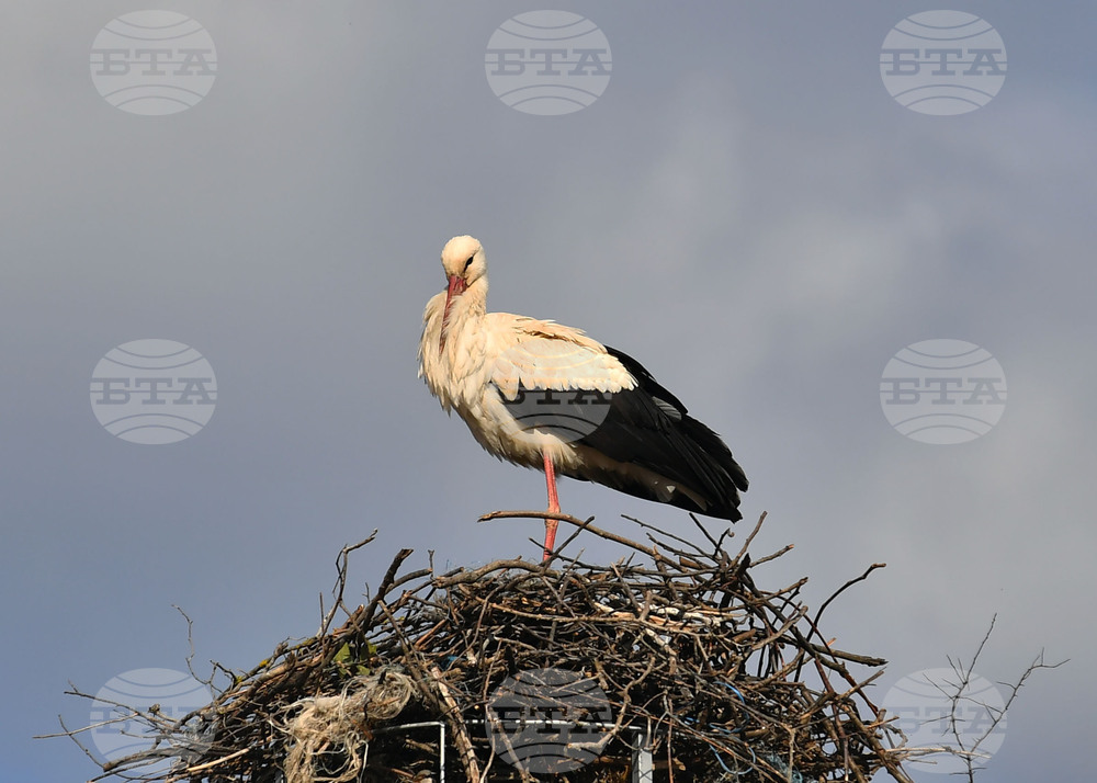 Специалисти от "Зелени Балкани" поставиха протеза на бял щъркел, пострадал след злополука