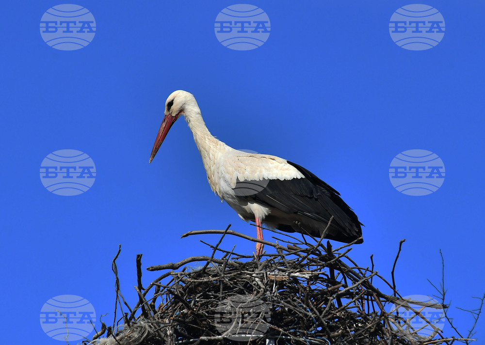 Село Вазово - първи щъркел
