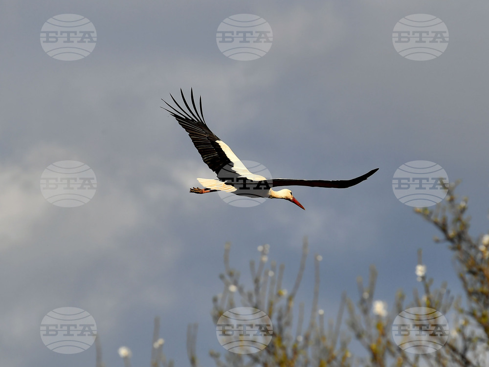 Село Вазово - първи щъркел