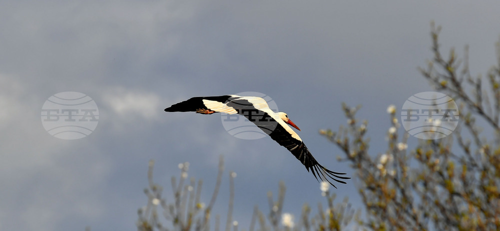 Село Вазово - първи щъркел
