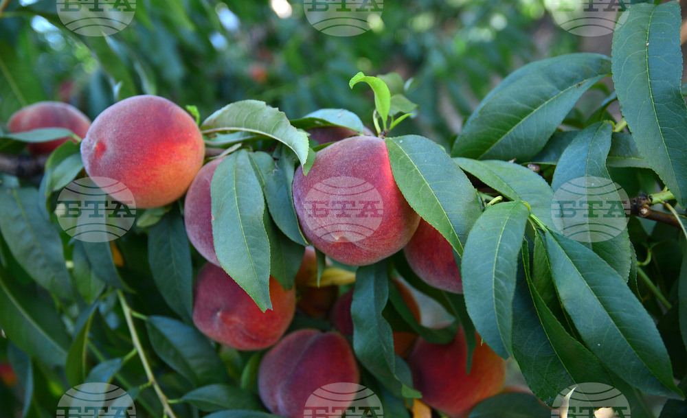 Браншовата камара „Плодове и зеленчуци“ предупреждава, че стратегическите решения в сектора отново се отлагат
