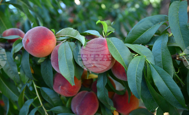 Браншовата камара „Плодове и зеленчуци“ предупреждава, че стратегическите решения в сектора отново се отлагат