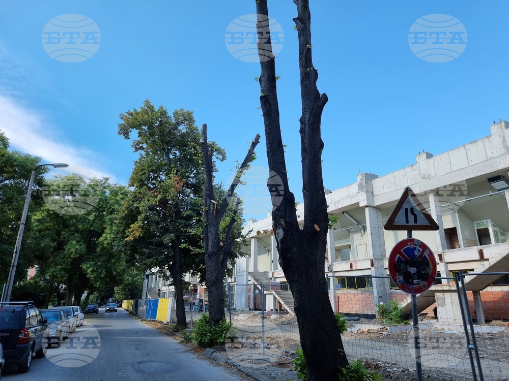 Пловдивчани събират подписка срещу заповед за изсичане на дървета