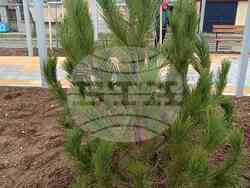 Снимка: Община Сливен