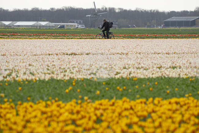 Нидерландският износ през ноември е нараснал с най-бързия си темп от 20 месеца