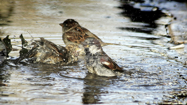 Volunteers Count Sparrows across Bulgaria amid Long-Term Decline in Numbers