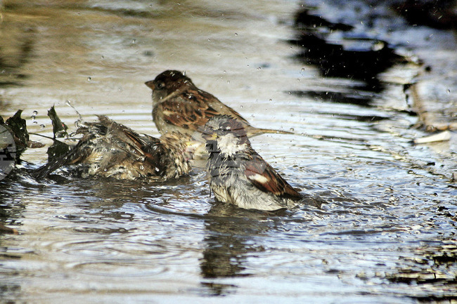 Световен ден на врабчето