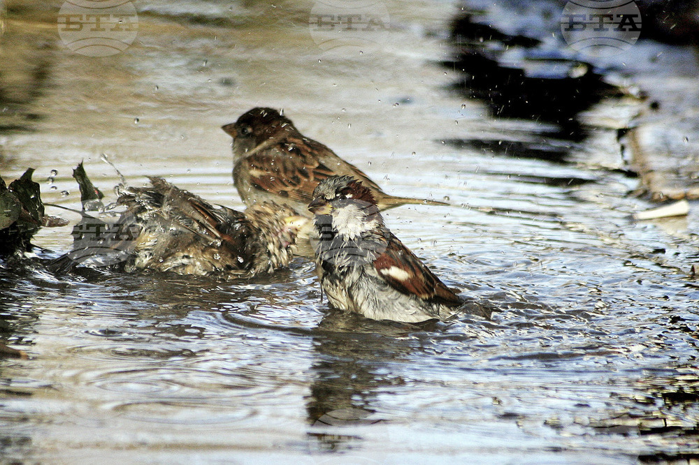 Световен ден на врабчето