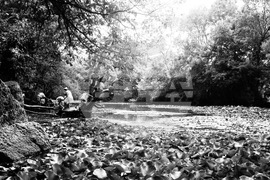 Река Ропотамо - водни лилии - изглед