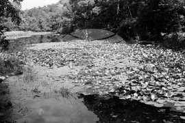 Река Ропотамо - водни лилии - изглед