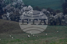 Село Свещари - щъркели - пролет