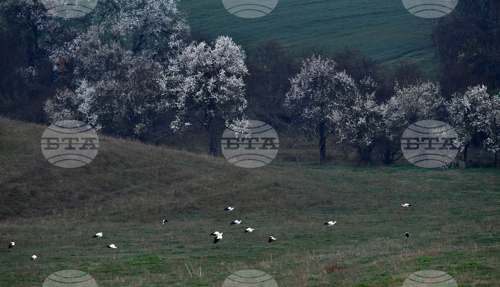 Село Свещари - щъркели - пролет