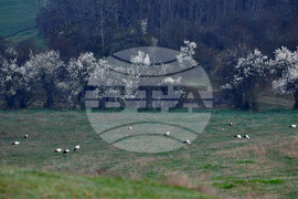 Село Свещари - щъркели - пролет