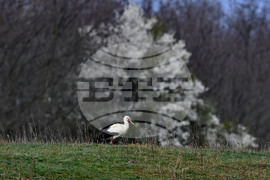 Село Свещари - щъркели - пролет