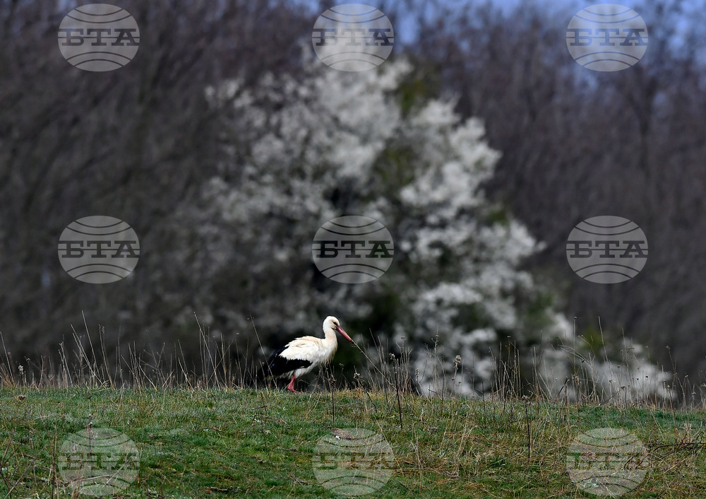 Село Свещари - щъркели - пролет