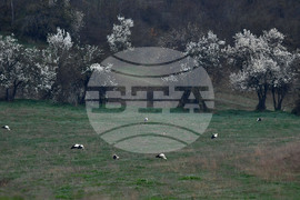 Село Свещари - щъркели - пролет